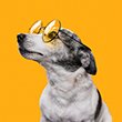 Pets Shop